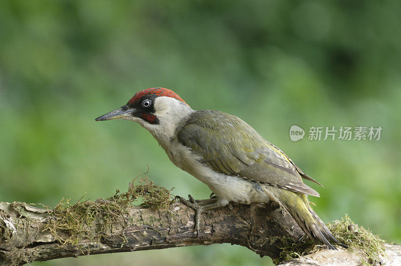 雄性欧洲绿啄木鸟(Picus viridis)